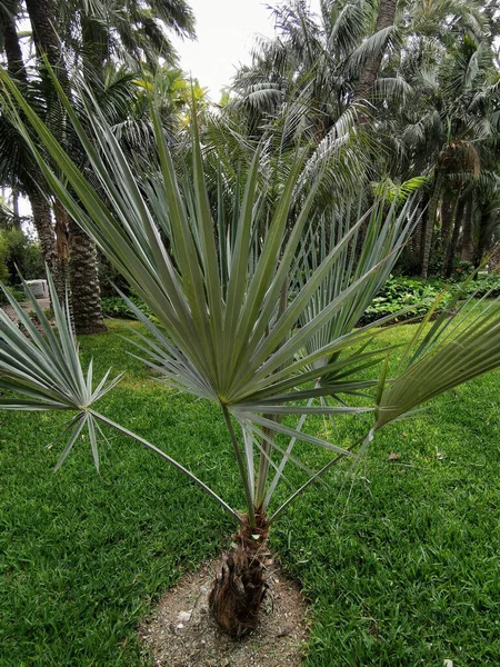 Jardim Tropical Elche Espanha Huerta Del Cura Projeto Paisagístico Parques — Fotografia de Stock