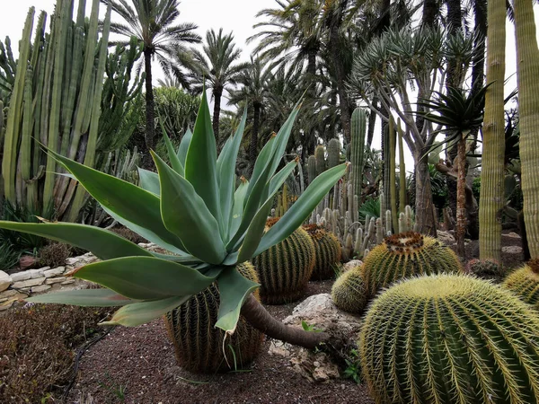 Cactus Verdi Nel Terreno Sabbioso Del Parco Bellissimo Giardino Tropicale — Foto Stock