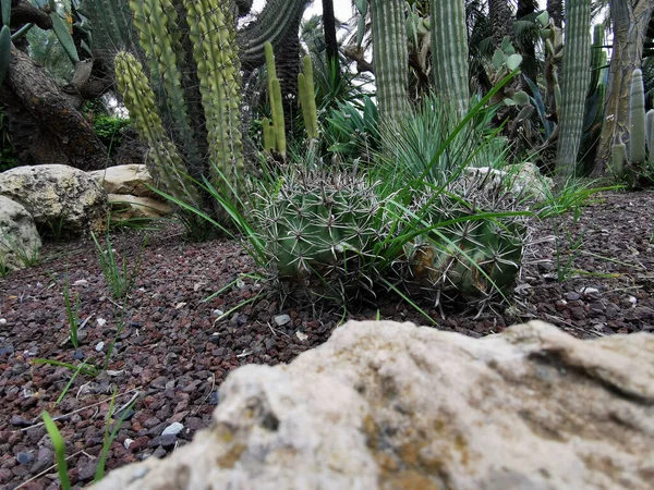 西班牙埃尔希的热带花园 热带背景的Huerta Del Cura景观设计 — 图库照片