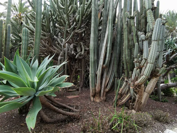 Cactus Verdi Nel Terreno Sabbioso Del Parco Bellissimo Giardino Tropicale — Foto Stock