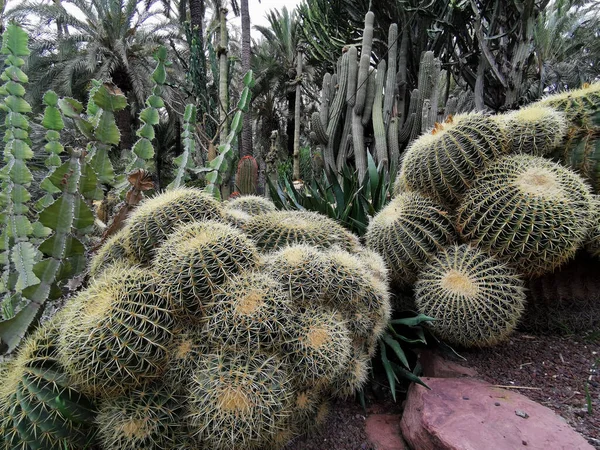 Cactus Verdi Nel Terreno Sabbioso Del Parco Bellissimo Giardino Tropicale — Foto Stock