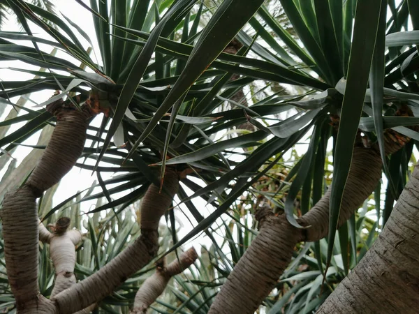 Folhas Palma Contra Céu — Fotografia de Stock