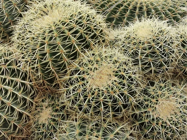 Cactus Verdi Nel Terreno Sabbioso Del Parco Bellissimo Giardino Tropicale — Foto Stock