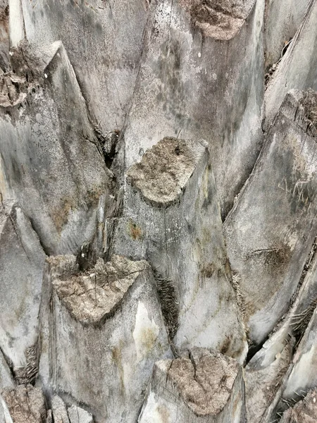 Detailní Záběr Listových Patek Kmeni Palmy — Stock fotografie