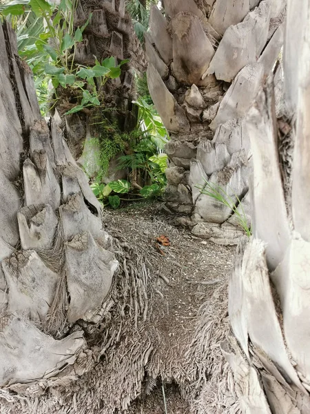 ヤシの木の幹にある葉の基部の閉鎖 — ストック写真