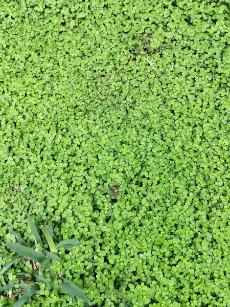 Cubierto Hiedra Verde Enredadera Fondo Del Jardín Espacio Copia Lugar — Foto de Stock