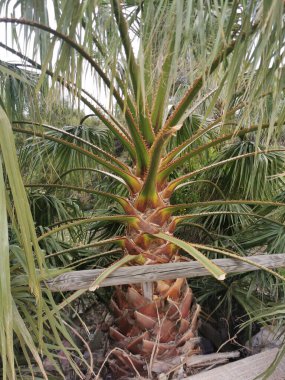 Mavi gökyüzüne ve bulutlara karşı güzel palmiye ağaçları