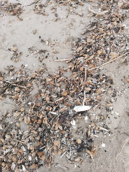 Areia Praia Com Algas Partes Conchas — Fotografia de Stock