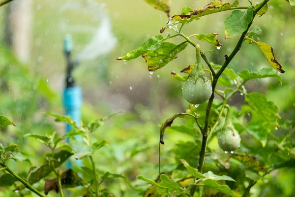 Salanum Melongena Fresco Sull Albero Con Irrigatore Funziona — Foto Stock