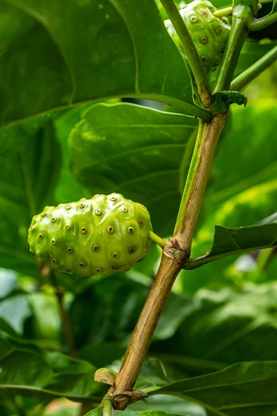 Crudo Noni Frutta Foglia Verde Grande Morinda Mulberia Indiana Morinda — Foto Stock