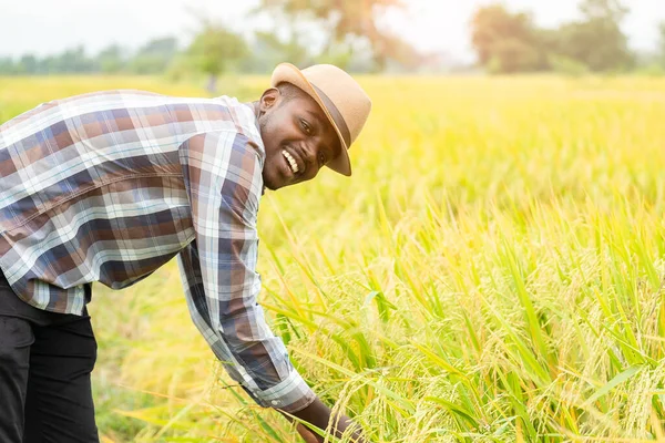 Agricultor Africano Campo Arroz Orgânico Com Sorriso Feliz Conceito Agricultura — Fotografia de Stock