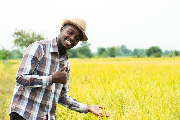 Afrikansk Jordbrukare Som Står Ekologiskt Risfält Med Leende Och Glädje — Stockfoto