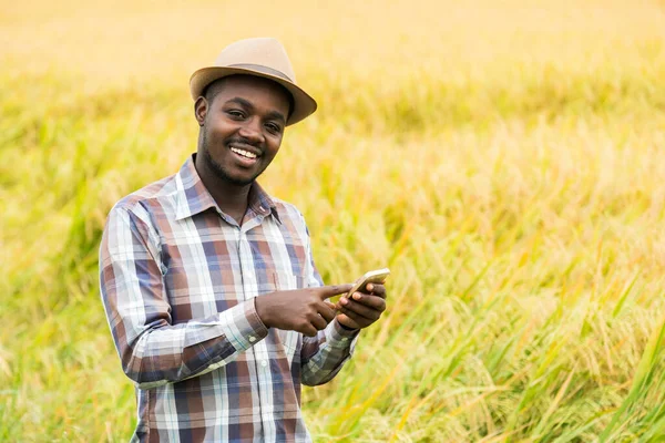 Afrikalı çiftçi organik pirinç tarlasında gülücükler ve mutlulukla akıllı telefon kullanıyor. Tarım veya tarım kavramı