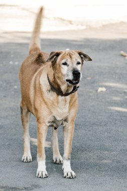 Kızgın saldırgan tehlikeli köpek evde korunmak için dişlerini gösteriyor.
