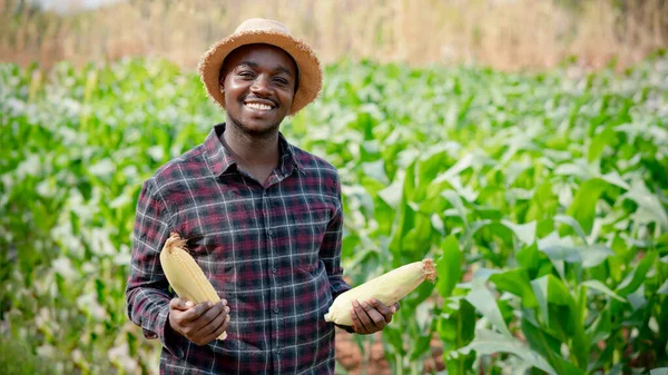 Afrikalı çiftçi bir çiftlik arazisinde taze mısır tutuyor. 16: 9 stili.