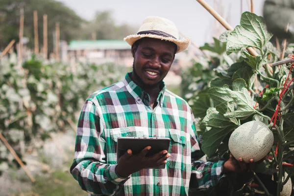 Glücklicher Afrikanischer Bauer Steht Biobauernhof Und Schaut Nach Tabletten Landwirtschaft — Stockfoto