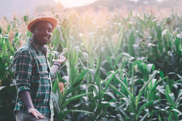 African Farmer with hat stand in the corn plantation field