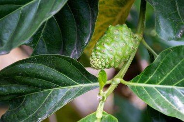 Yeşil yapraklı çiğ Noni Fruits. Büyük Morinda, Hint Mulbery, Morinda citrifolia