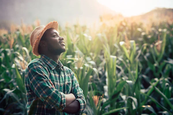 African Farmer Hat Stand Corn Plantation Field — Stock Photo, Image