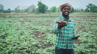 Afrikalı çiftçi organik çiftlikte taze patates tutuyor ve tablet kullanıyor.