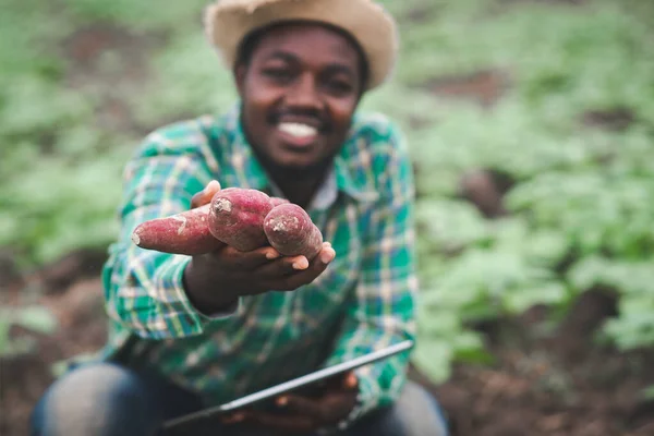 Petani Afrika Memegang Ubi Jalar Segar Pertanian Organik Dengan Menggunakan — Stok Foto