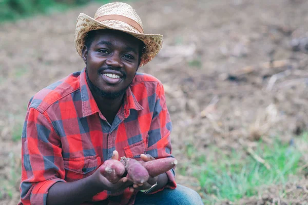 Африканський Фермер Тримає Свіжу Солодку Картоплю Органічній Фермі Використанням Табле — стокове фото