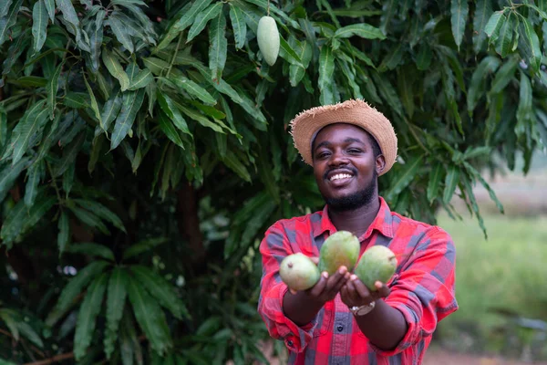 Homem Agricultor Africano Mostra Fruta Manga Agricultura Biológica Conceito Agricultura — Fotografia de Stock