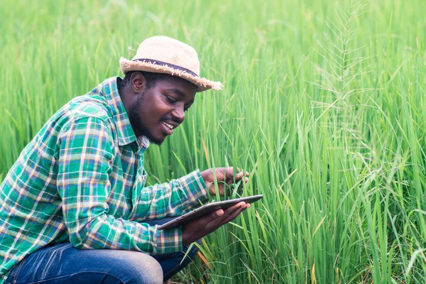 Granjero Africano Buscando Tableta Para Hojas Investigación Arroz Campo Agrícola — Foto de Stock