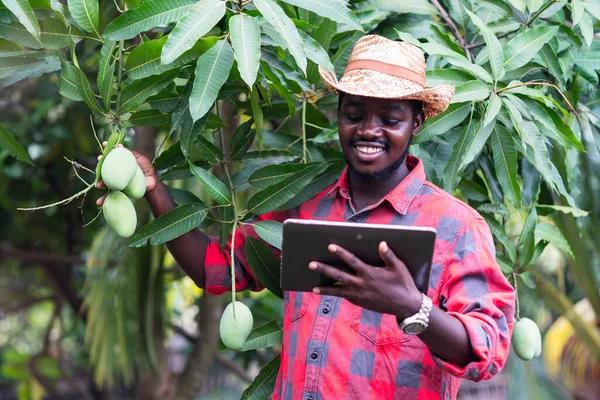 Африканський Фермер Показує Плоди Манго Органічних Фермах — стокове фото
