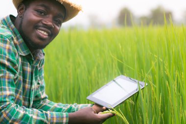 Afrikalı çiftçi organik tarım alanında pirinç araştırması için tablet kullanıyor. Tarım veya tarım kavramı