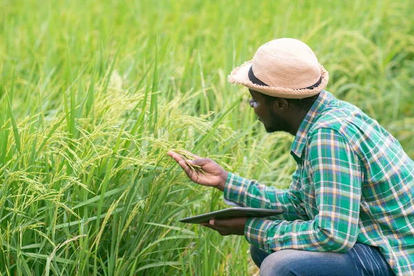 Agricultor African Folosind Tabletă Pentru Cercetarea Orezului Domeniul Agricol Ecologic — Fotografie, imagine de stoc