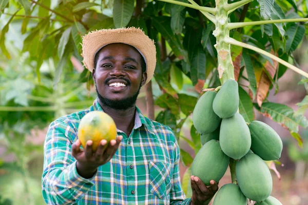 Afrikalı çiftçi gülümseyerek ve mutlu bir şekilde organik çiftlikte papaya tutuyor. Tarım ya da tarım kavramı