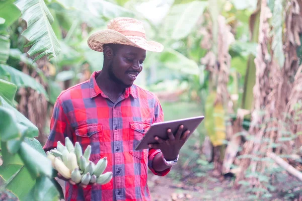 African farmer using tablet with holding banana at organic farm