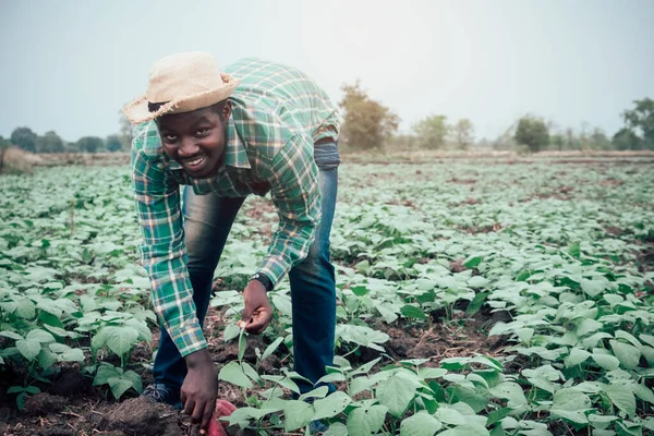 Agricultor Africano Puxe Batata Doce Fazenda Biológica Conceito Agricultura Cultivo — Fotografia de Stock