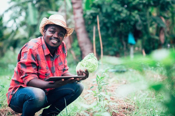Agricultor Africano Que Utiliza Tableta Para Investigación Col Verduras Granja — Foto de Stock