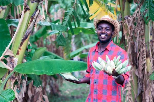 Agricultor Africano Que Utiliza Comprimidos Com Bananeira Exploração Biológica — Fotografia de Stock