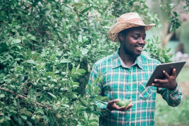 Afrikalı çiftçi organik tarımda limon araştırması için tablet kullanıyor. Tarım ya da tarım kavramı