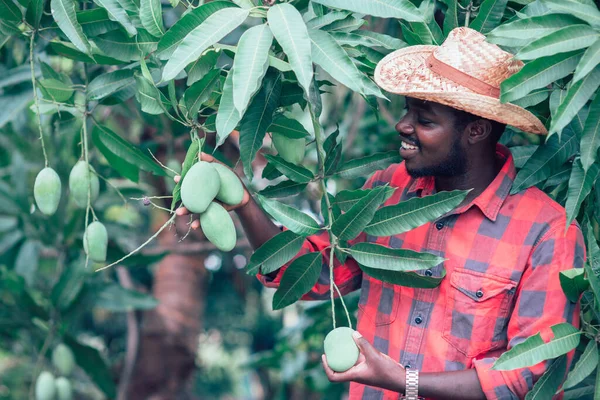 Agricoltore Africano Che Alleva Frutta Mango Agricoltura Biologica — Foto Stock