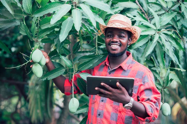 Африканський Фермер Використовує Планшет Дослідження Манго Фрукти Органічному Господарстві — стокове фото
