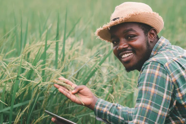 Afrykański Rolnik Posiadający Tabletkę Badań Polu Ryżu Ekologicznego Koncepcja Uprawy — Zdjęcie stockowe
