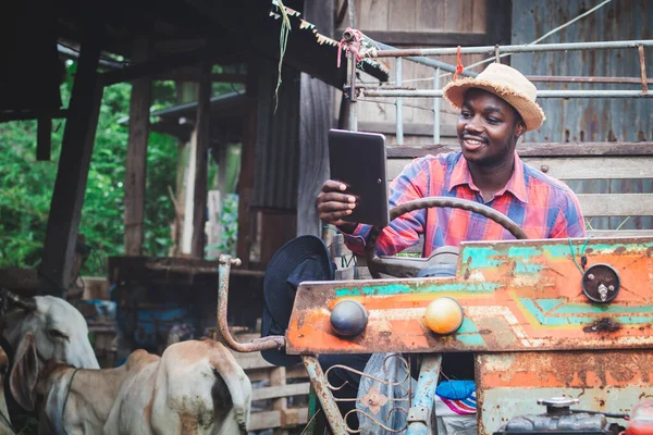 Agriculteur Africain Homme Utilisant Tablette Dans Tracteur Avec Ferme Vaches — Photo