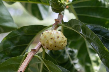 Yeşil yapraklı Noni Fruits. Büyük Morinda, Hint Mulbery, Morinda citrifolia
