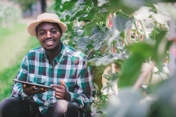 Agricultor Africano Que Utiliza Tableta Para Investigación Los Melones Agricultura —  Fotos de Stock