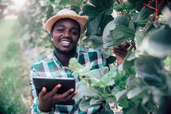 Agricultor African Folosind Tablete Pentru Cercetare Lămâie Verde Agricultura Ecologică — Fotografie, imagine de stoc