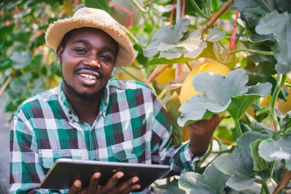 Africký Zemědělec Používající Tablet Pro Výzkum Citronu Ekologické Farmě Zemědělství — Stock fotografie