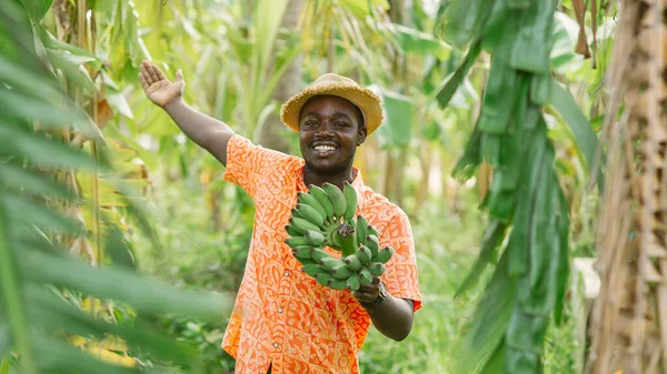 Африканський Фермер Який Тримає Зелений Банан Органічному Стилі — стокове фото