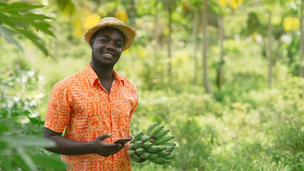 Африканські Фермери Використовують Смартфон Дослідження Бананів Органічних Рослинних Фермах — стокове фото