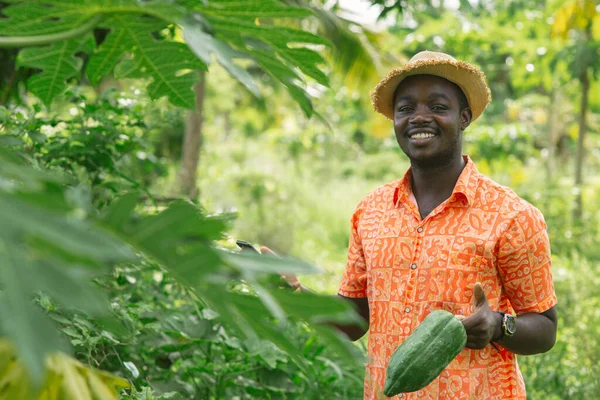 African Farmer Using Smartphone Research Papaya Organic Vegetable Farm Agriculture — Stock Photo, Image