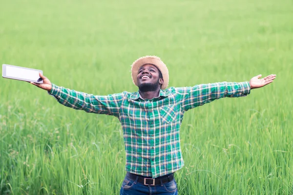 Успішний Африканський Фермер Тримає Планшет Досліджень Органічному Рисовому Полі — стокове фото