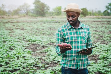 Afrikalı çiftçi organik çiftlikte taze patatesleri tablet kullanarak düşünüyor ve tutuyor.